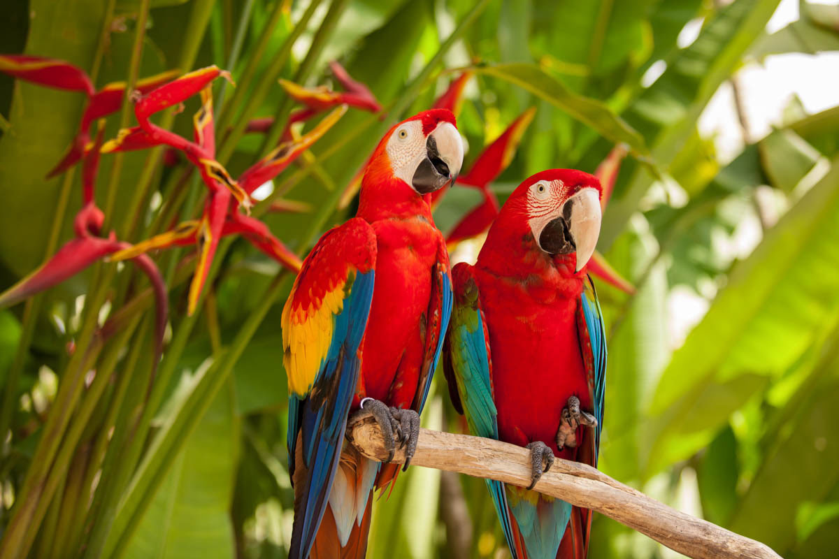 Bali Bird Park